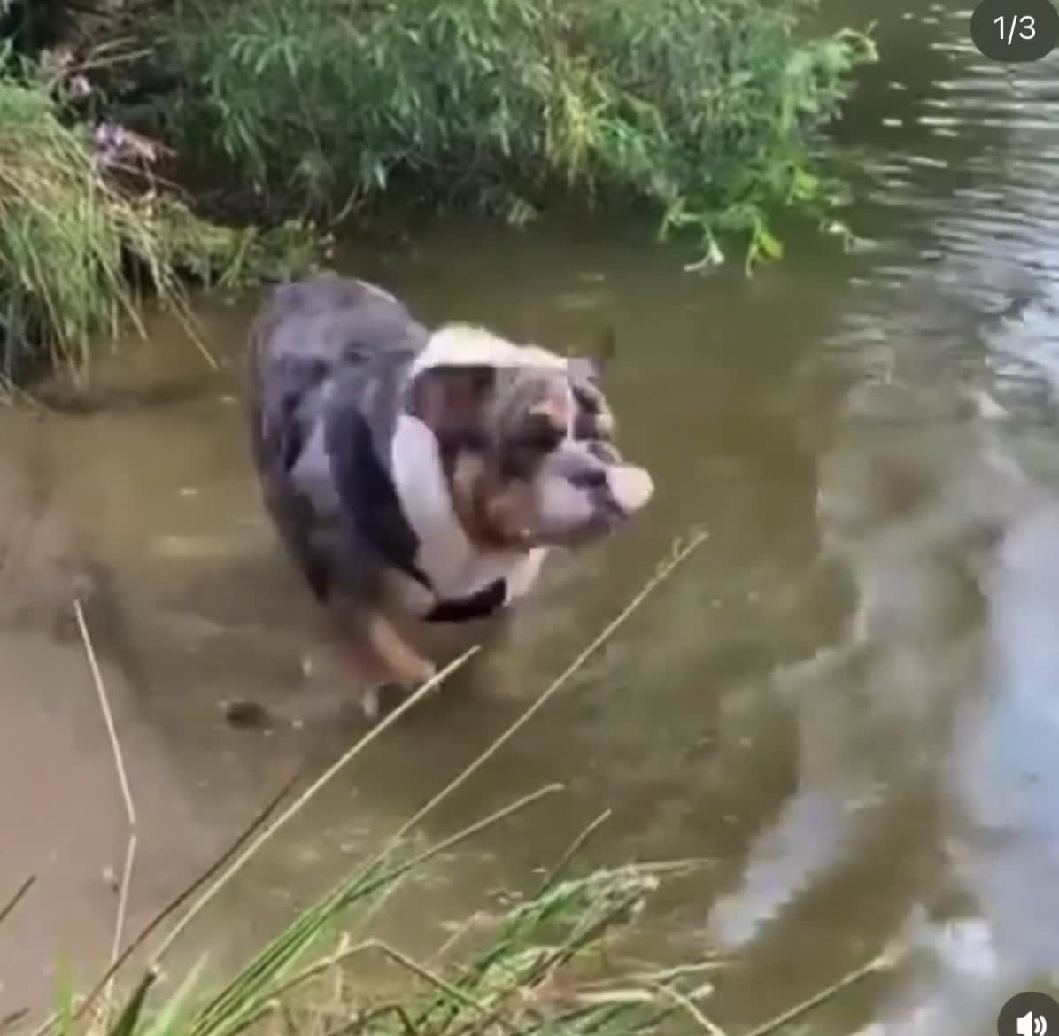 English Bulldog dogs for stud: Bruno 🏆🏆 - Video 1