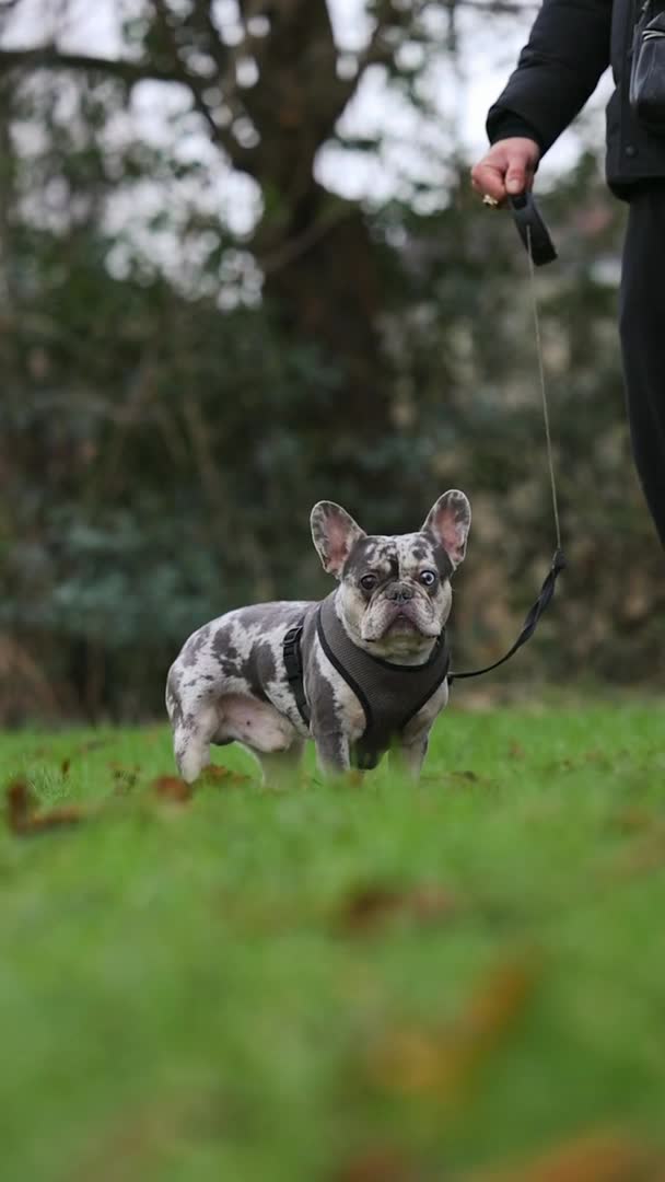 French Bulldog dogs for stud: 💎Blue & Tan 🤎 Merle French bulldog stud 🧬🔥 in Manchester - Video 4