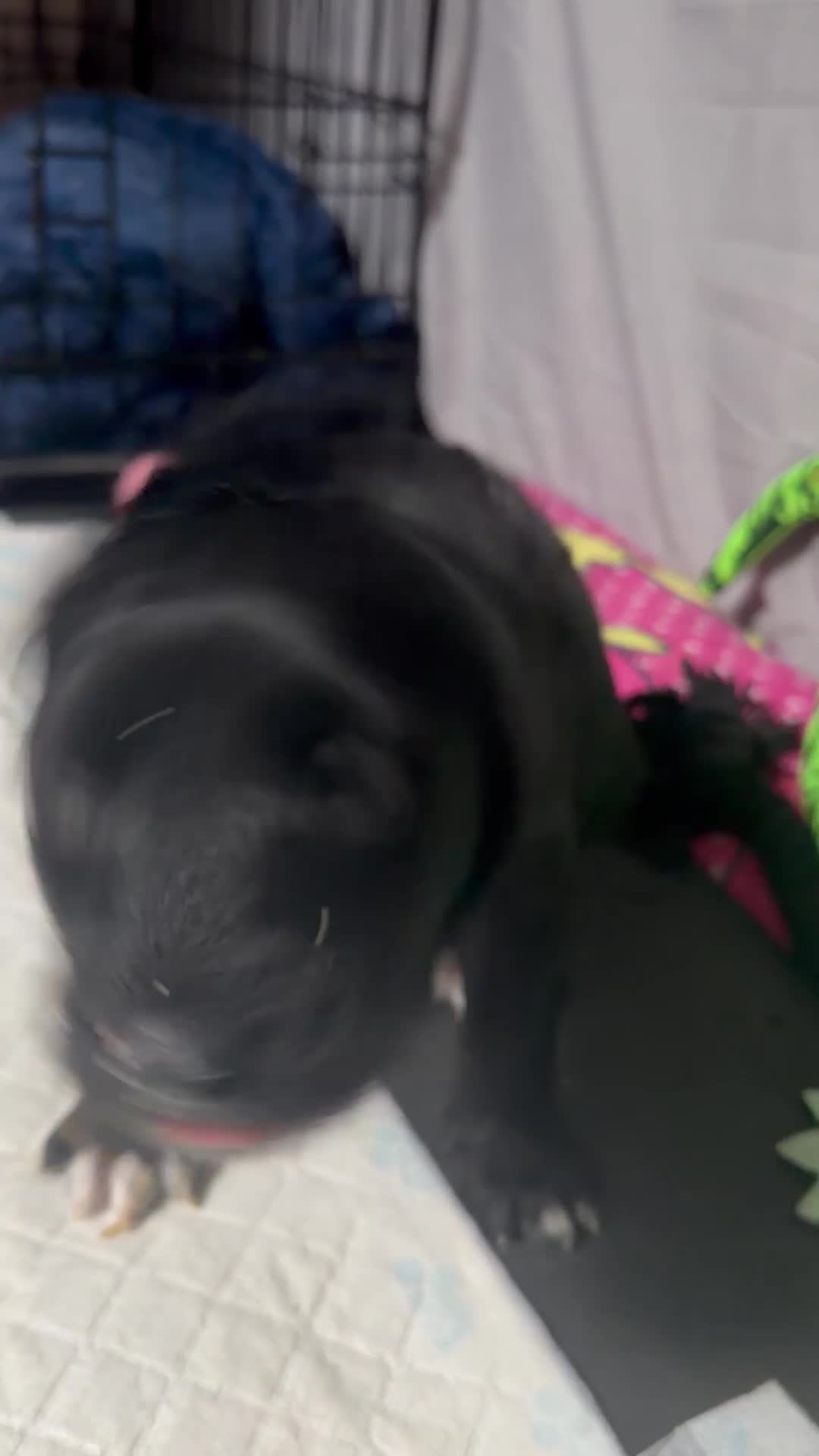 Mixed Breed dogs for sale: Beautiful Cockapoo/Border Collie mix - Video 1