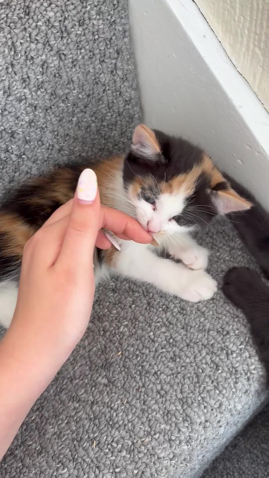Mixed Breed cats for sale: Female Calico Kitten - Video 1