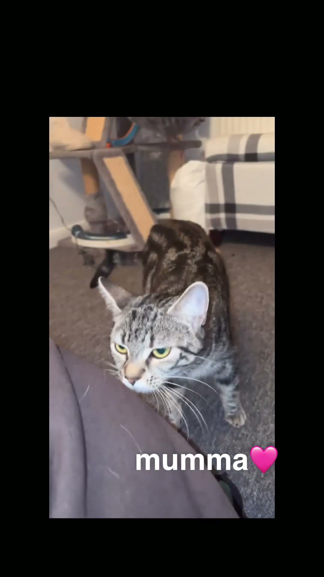Domestic Shorthair cats for sale: gorgeous kittens for sale! - Video 5