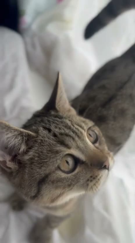British Shorthair cats for sale: Ready Now! GCCF BSH Champion Bloodline kittens - Video 1