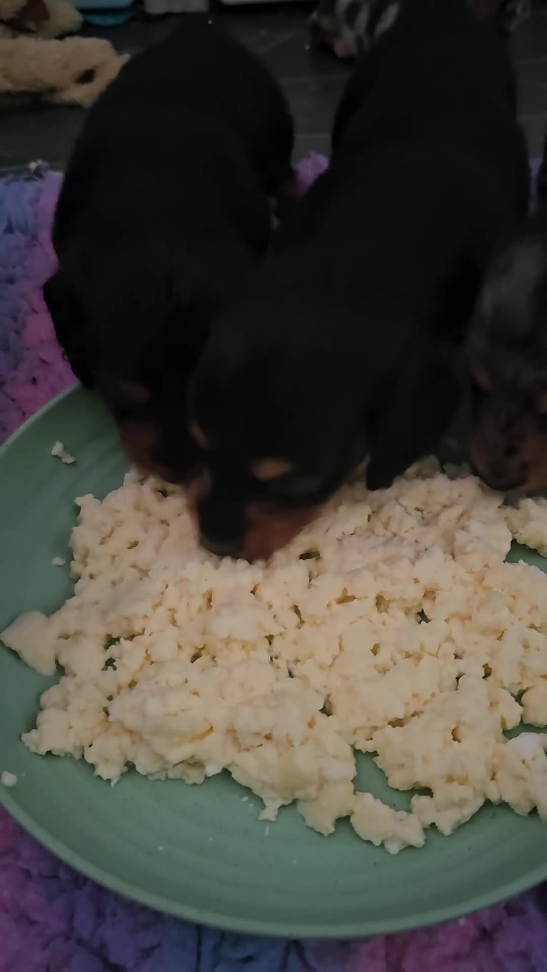 Miniature Dachshund dogs for sale: Last beautiful long haired fur baby - Video 1