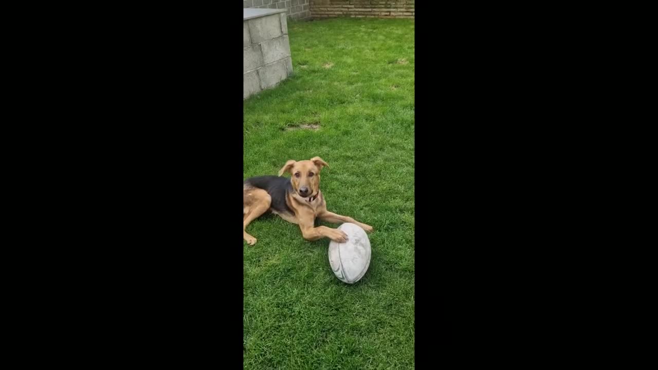 Mixed Breed dogs for sale: Lovely Lucy 7 months old is ready for adoption! - Video 1