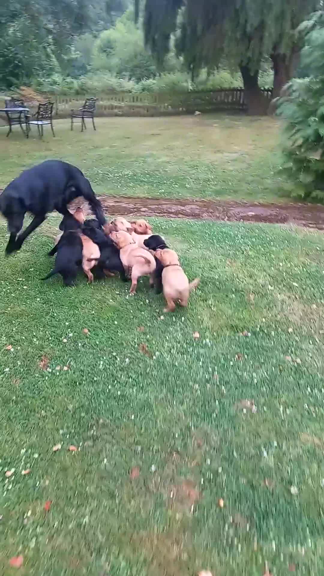 Labrador Retriever dogs for sale: Gorgeous KC registered puppies - Video 3