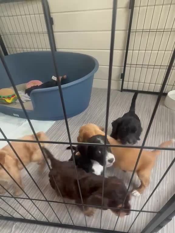 Cockapoo dogs for sale: Gorgeous F1B Cockapoo Puppies – 5 Boys, 1 Girl - Video 1