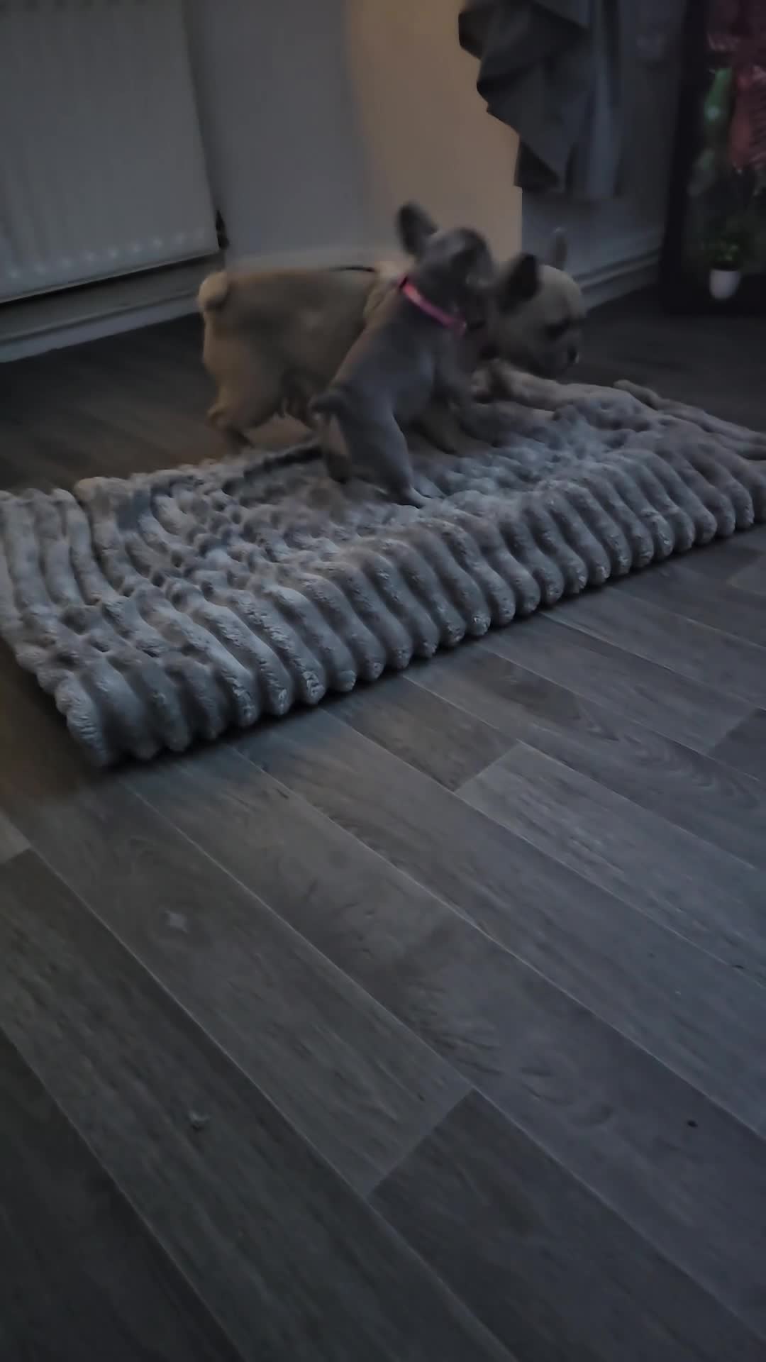 French Bulldog dogs for sale: Pure breed French bulldogs  - Video 4