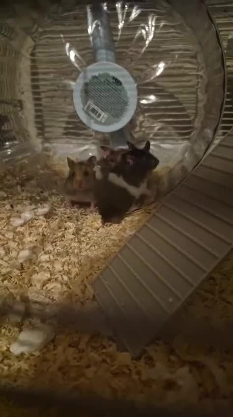 Hamster rodents for sale: Syrian Hamsters - Video 1