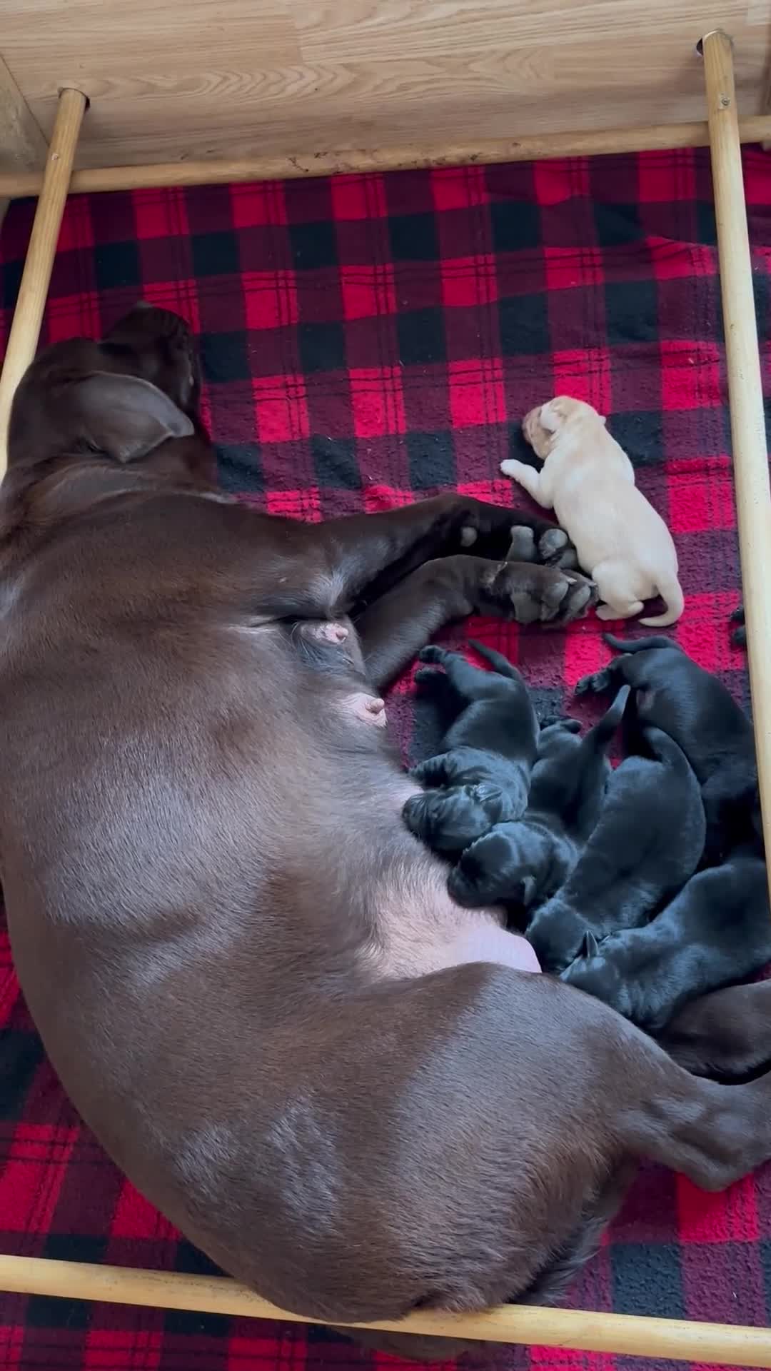 Labrador Retriever dogs for sale: Stunning KC Labrador puppies x 7 - Video 1