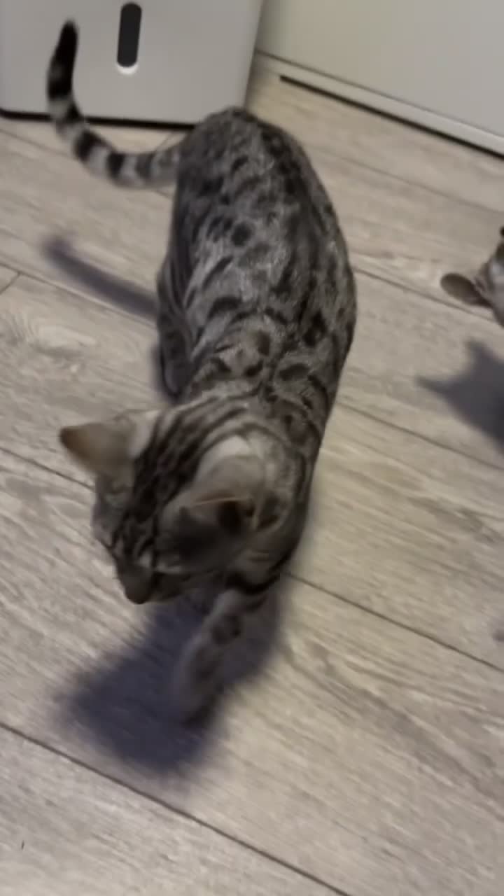 Bengal cats for sale: Beautiful Bengal Cross Kittens! Price Reduced!! in Rochdale - Video 3