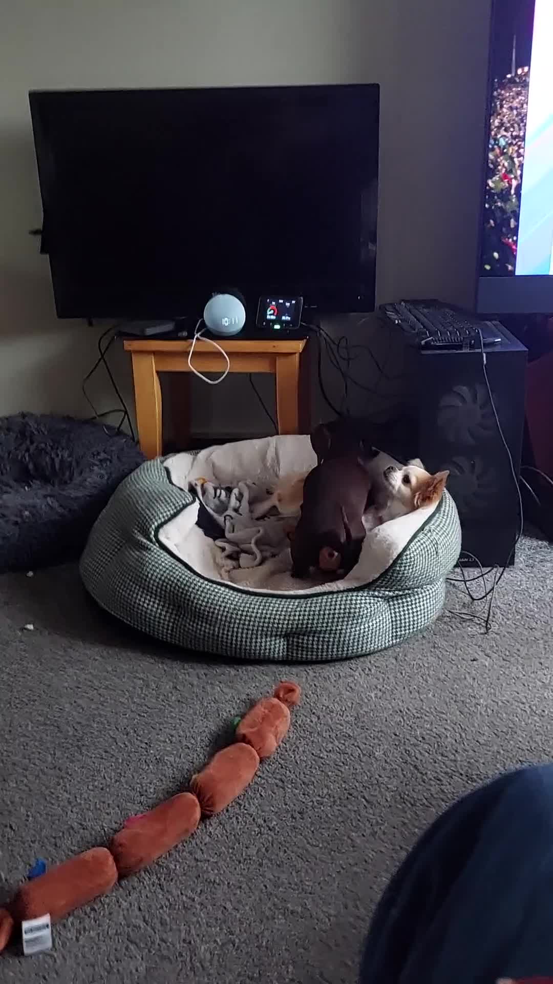 Chiweenie dogs for sale: Two beautiful tiny Chiweenies for sale - Video 1