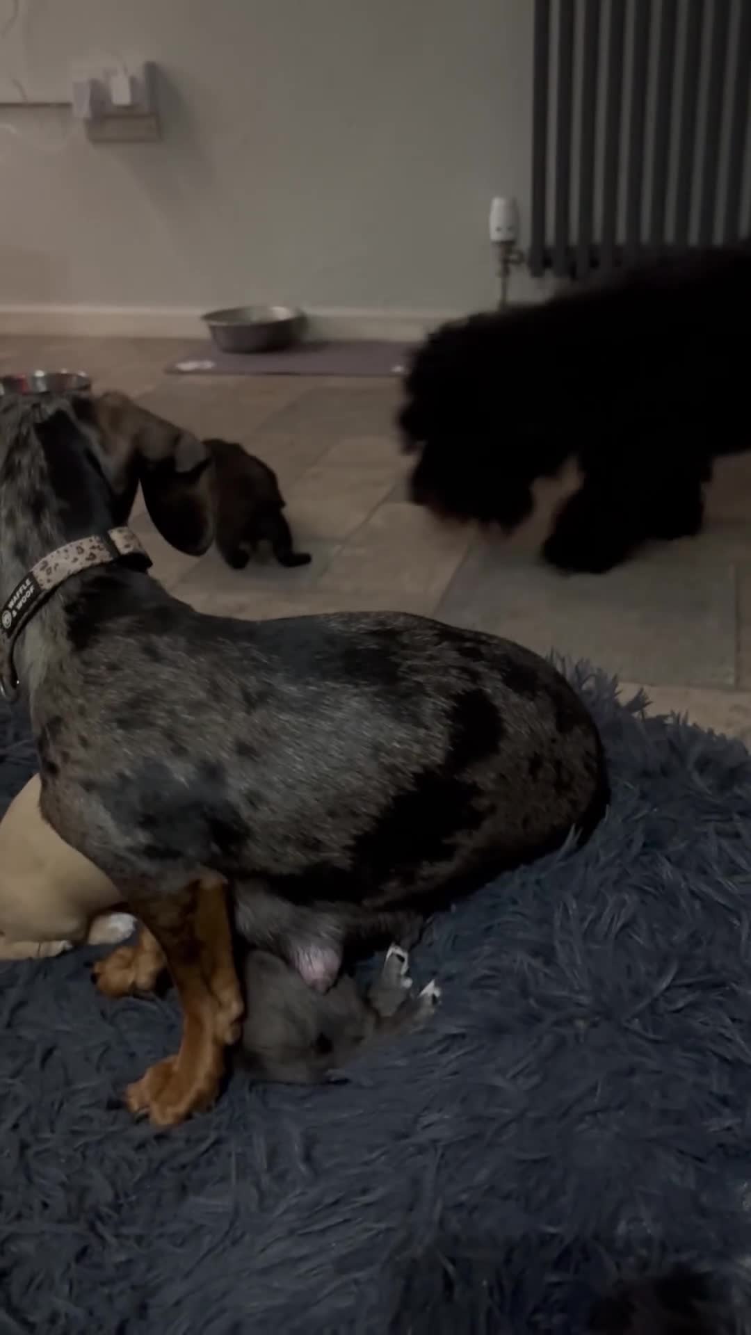 Mixed Breed dogs for sale: Doxiepoos for sale 3 x male 1 x bitch - Video 2