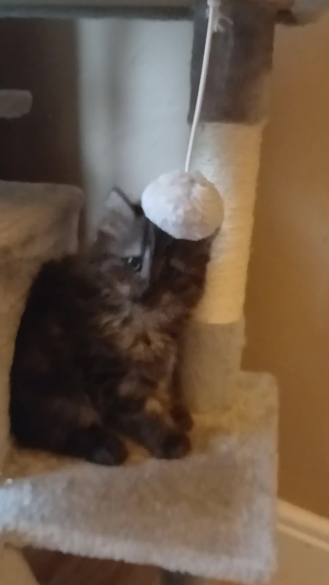 Mixed Breed cats for sale: British long hair cross Ragdoll  - Video 1