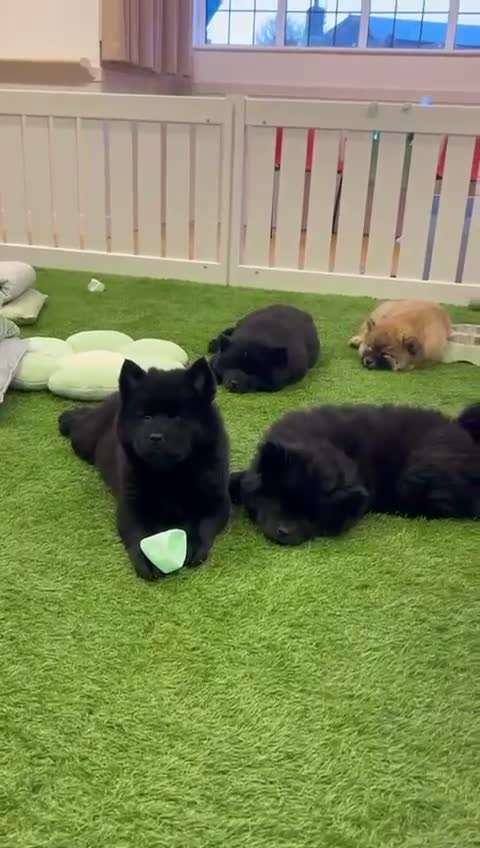 Mixed Breed dogs for sale: Chowski - Video 1