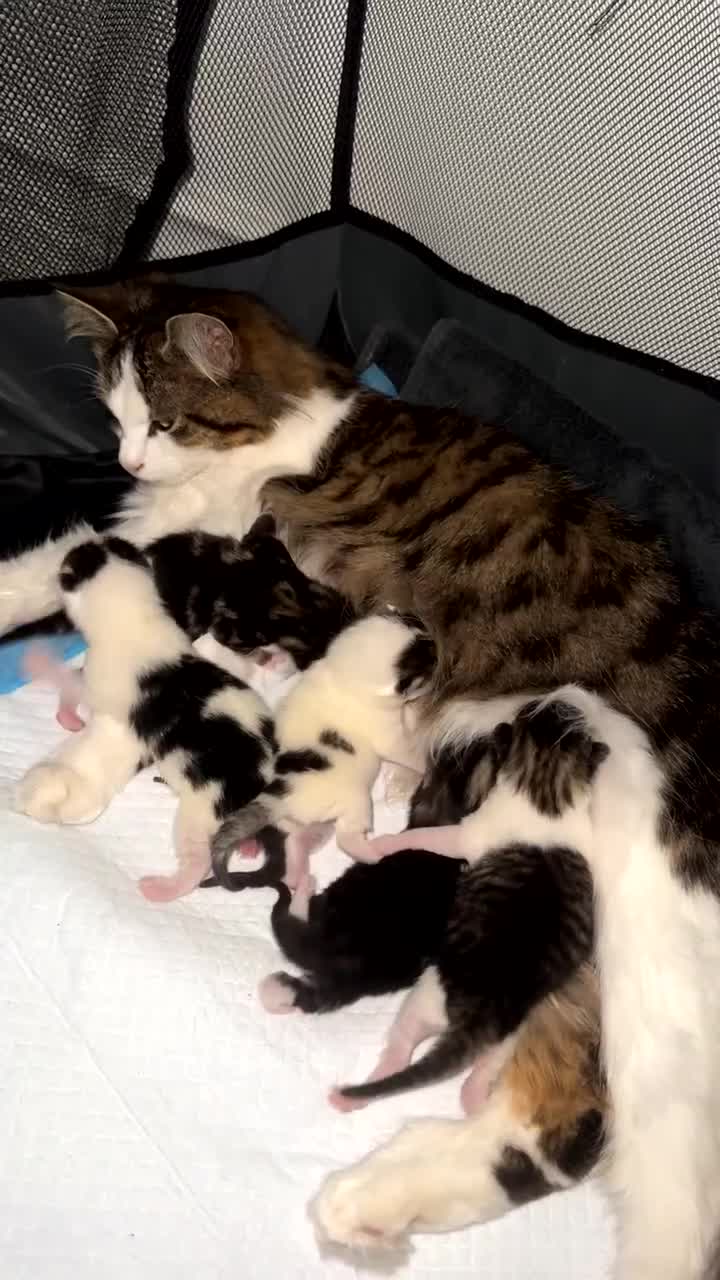 Domestic Shorthair cats for sale: 5 kittens to go to good homes  in Rainham - Video 2