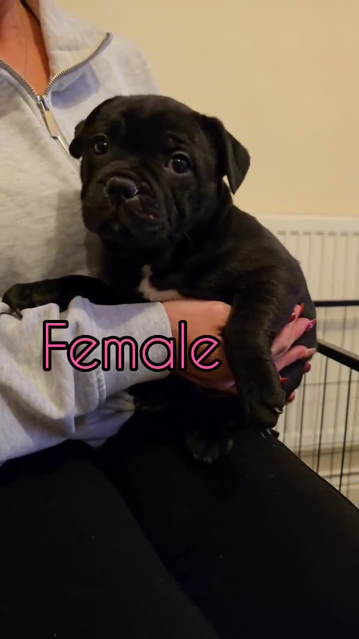Staffordshire Bull Terrier dogs for sale: Stunning Staffordshire Bull Terrier Puppies - Video 1