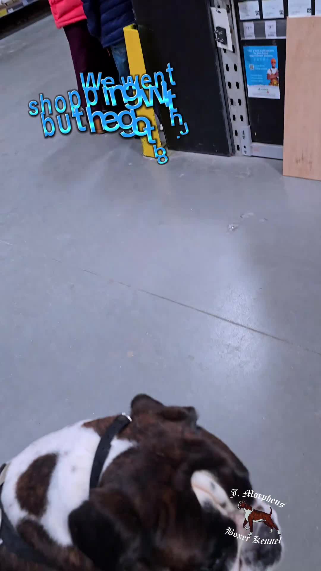 Boxer dogs for stud: 100% pure German Boxers in Norwich - Video 2