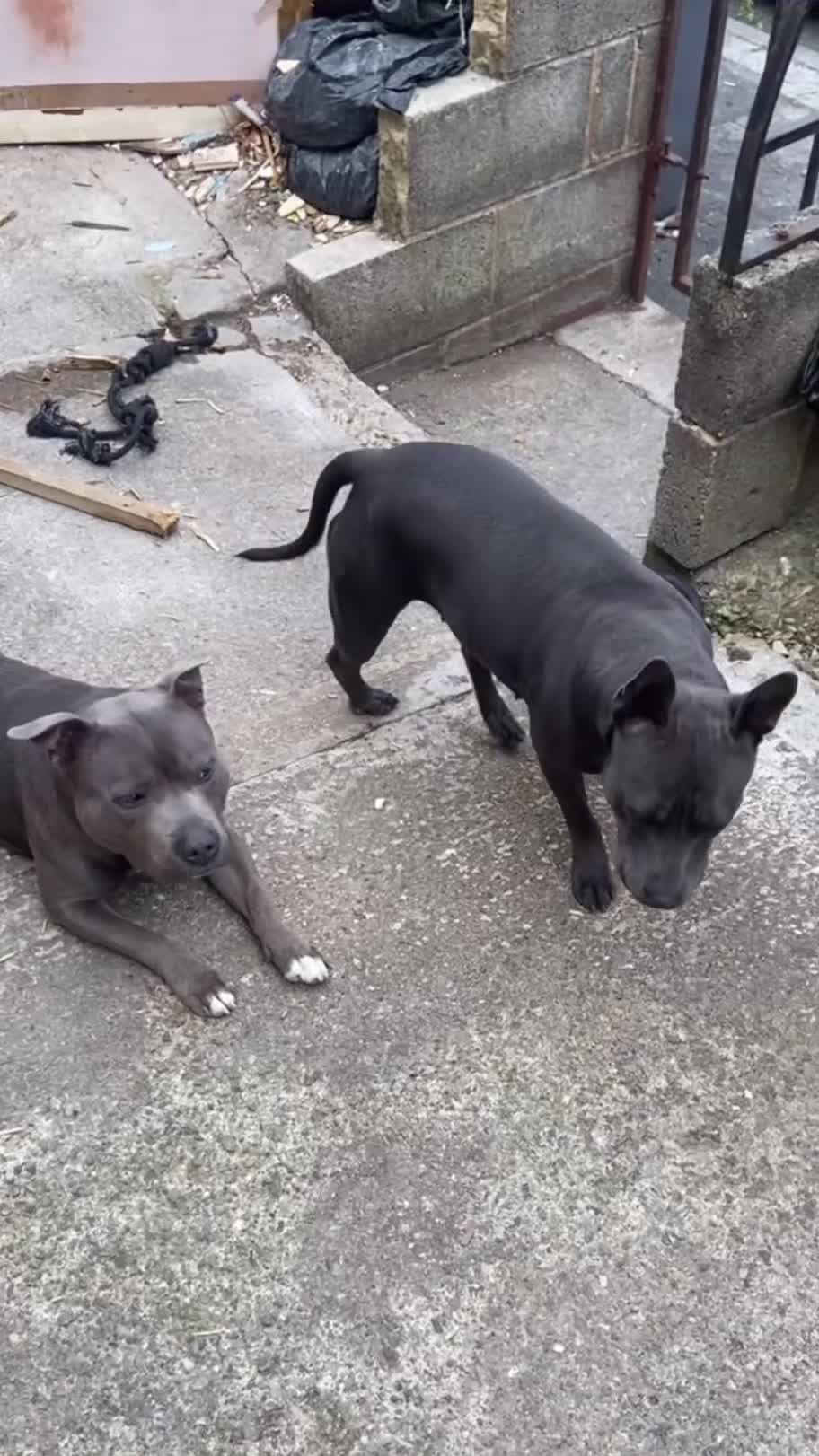 Staffordshire Bull Terrier dogs for sale: 4 Blue Staff Puppies Available  - Video 1
