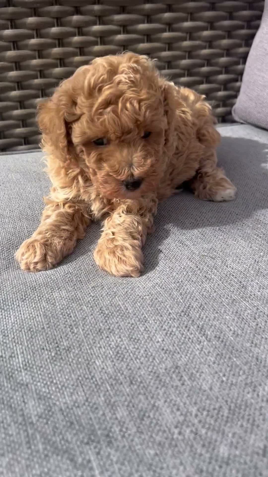 5*Beautiful Health tested F2b Cavapoo Puppies for sale in Peterborough ...
