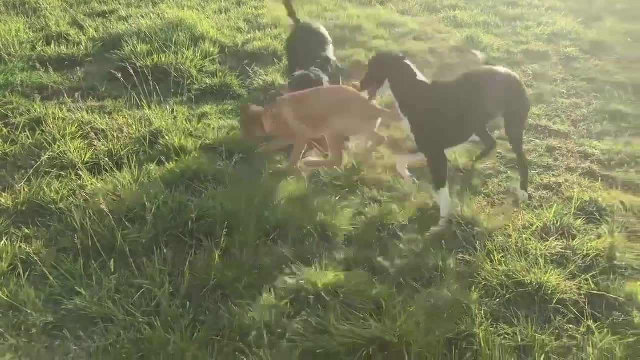 Mixed Breed dogs for adoption: Ruby is looking for her forever home  in Hayling Island - Video 1