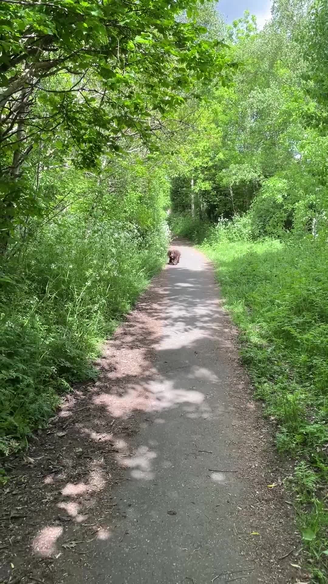 Sprocker dogs for stud: Dexter looking to stud - Video 1
