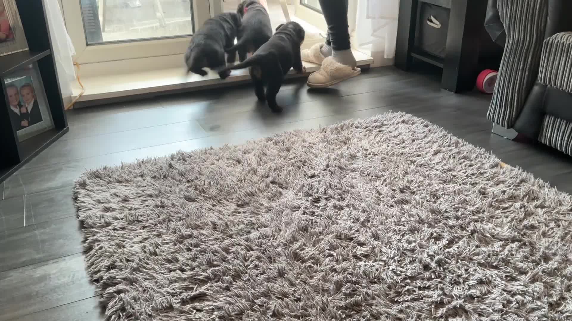 Rottweiler dogs for sale: Rottweiler puppy  - Video 2