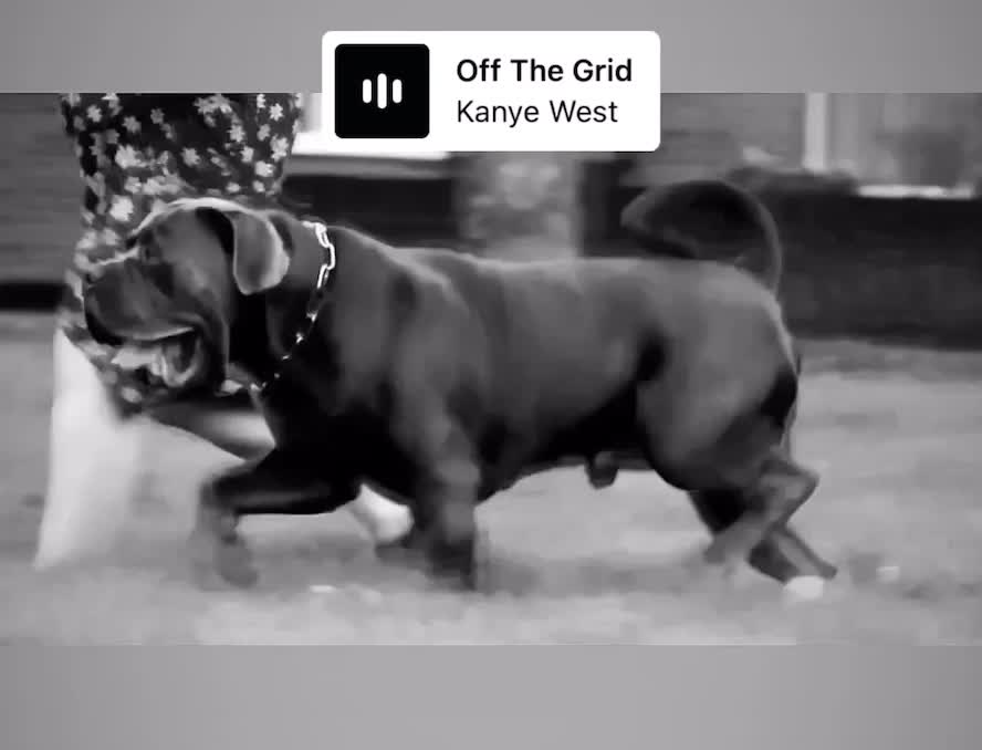 Boerboel dogs for stud: Imperial Health Tested & Champion Stud in Eastleigh - Video 2
