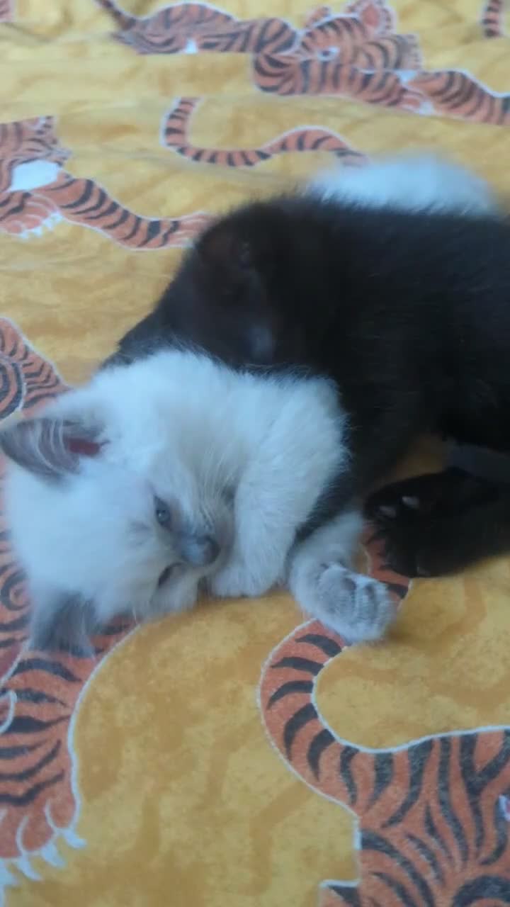 Ragdoll cats for sale: Black 3/4 ragdoll female kitten in Glasgow - Video 2