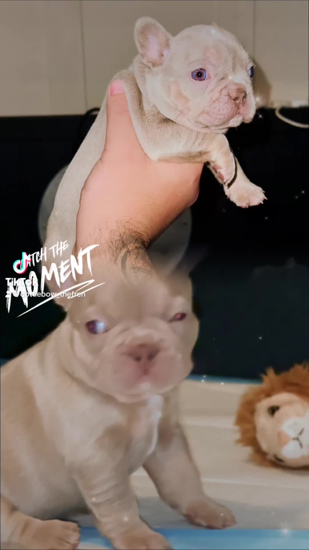 French Bulldog dogs for sale: French Bulldog - Pearl🔯 - Video 1