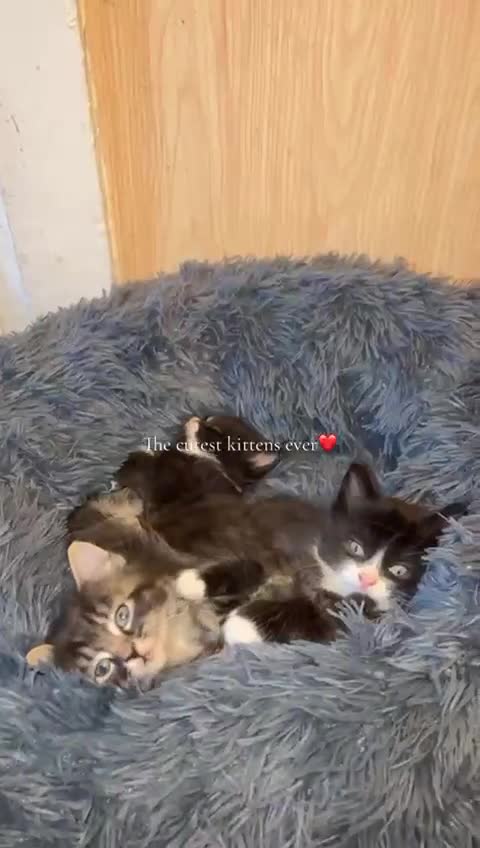 Mixed Breed cats for sale:   Beautiful 7-Week-Old Kittens Looking for Loving  in Birmingham - Video 1