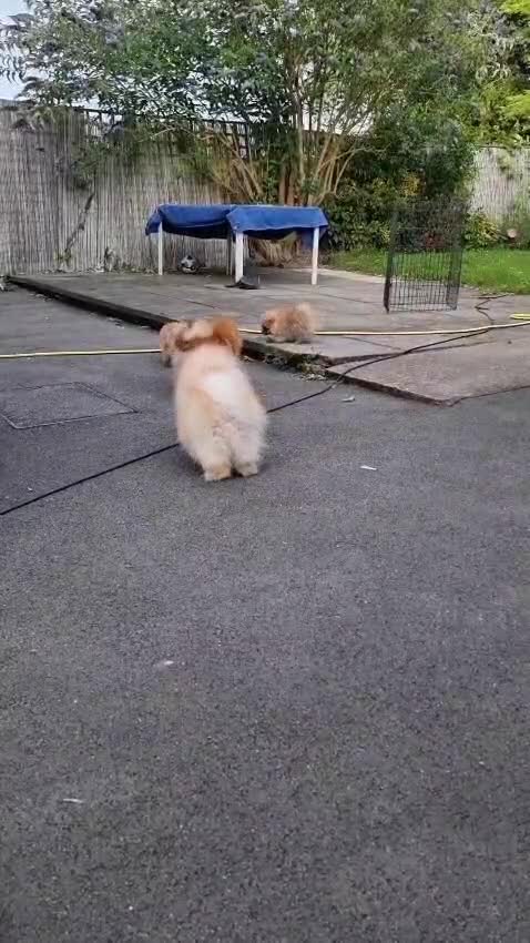 Pomeranian dogs for sale: Reduced !!! Beautiful Boy Pomeranian Puppies - Video 2