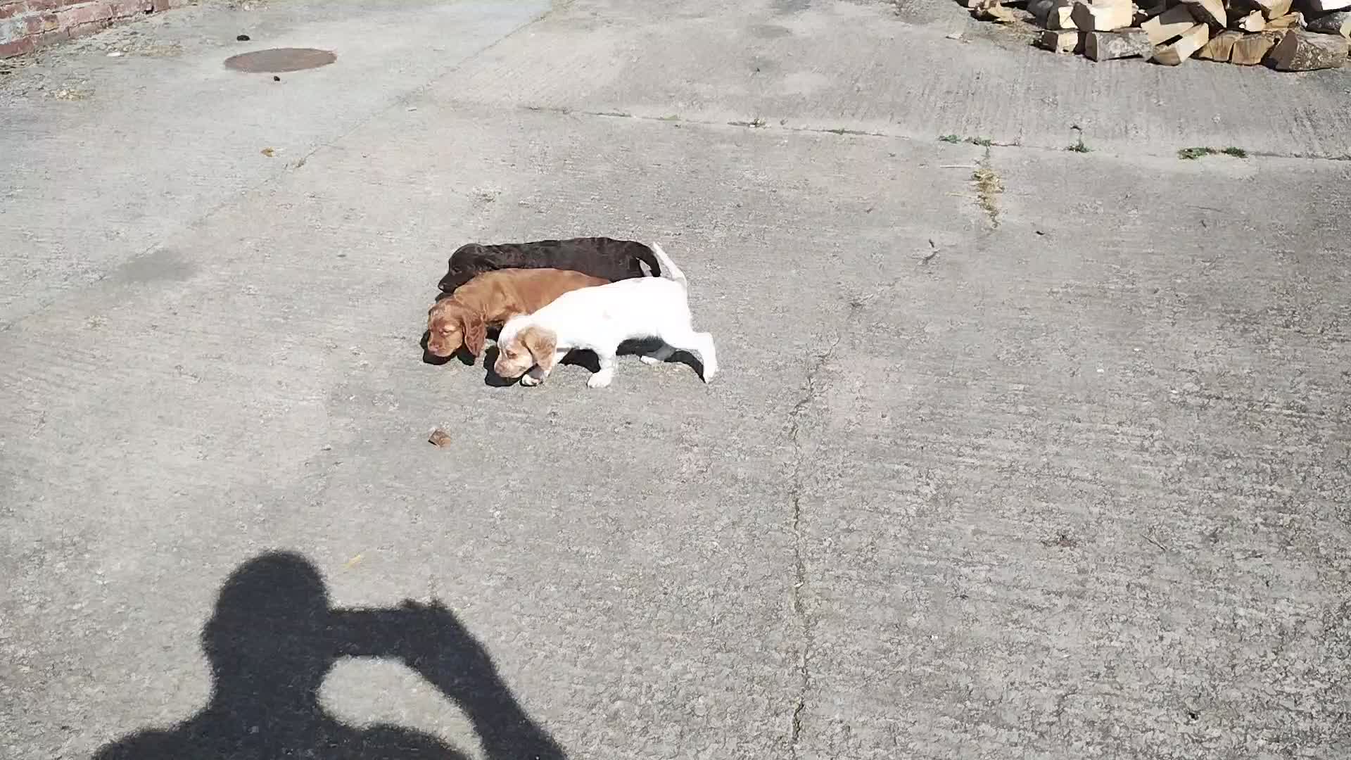 Cocker Spaniel dogs for sale: Cocker Spaniel Puppies  - Video 2