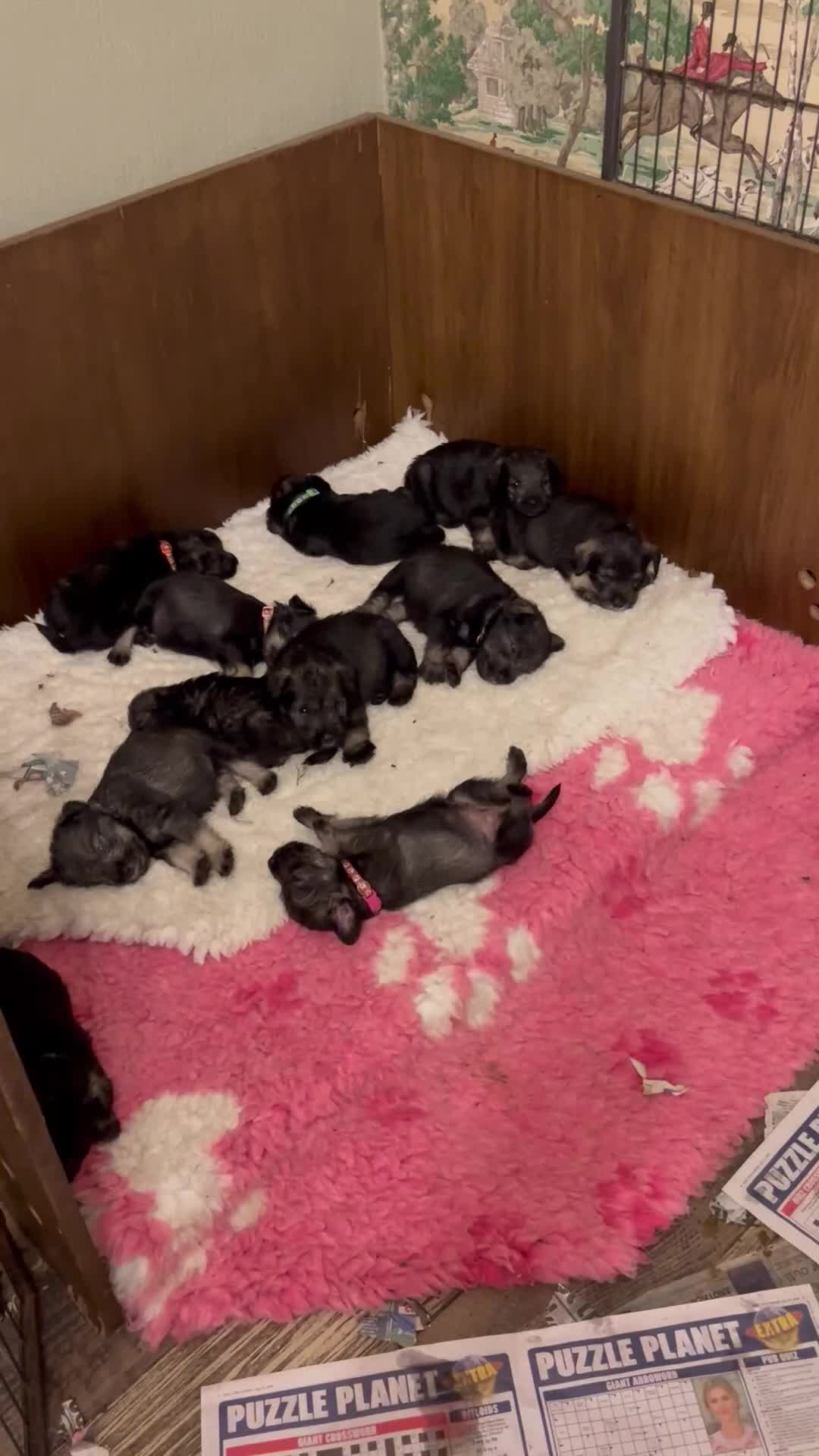 Schnauzer dogs for sale: KC reg health tested P/S standard schnauzers - Video 1