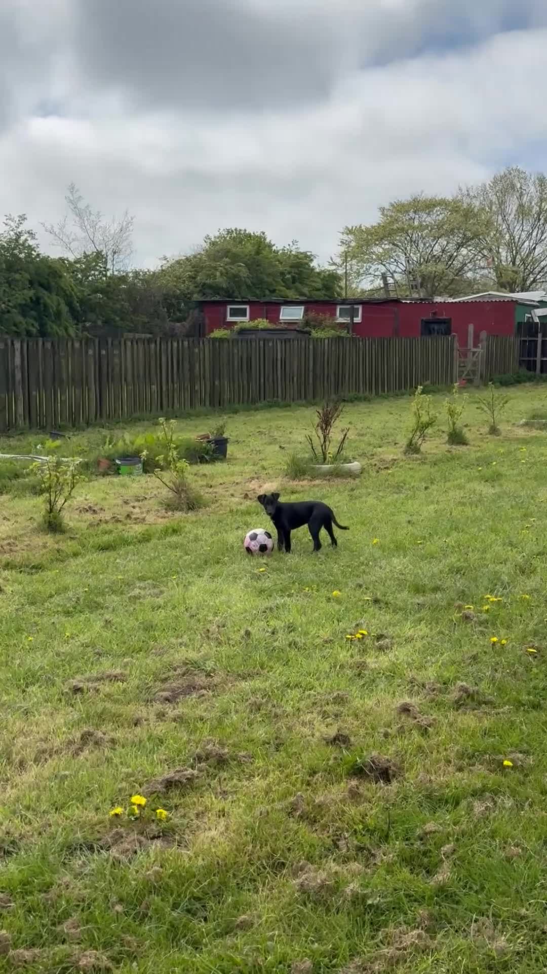 Mixed Breed dogs for sale: Lurcher Pups - Video 4