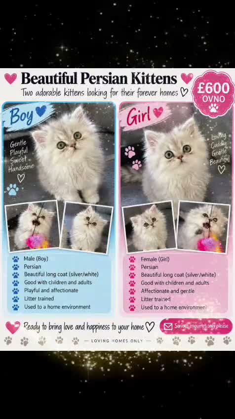 Persian cats for sale: Persian Kittens white and silver  - Video 1