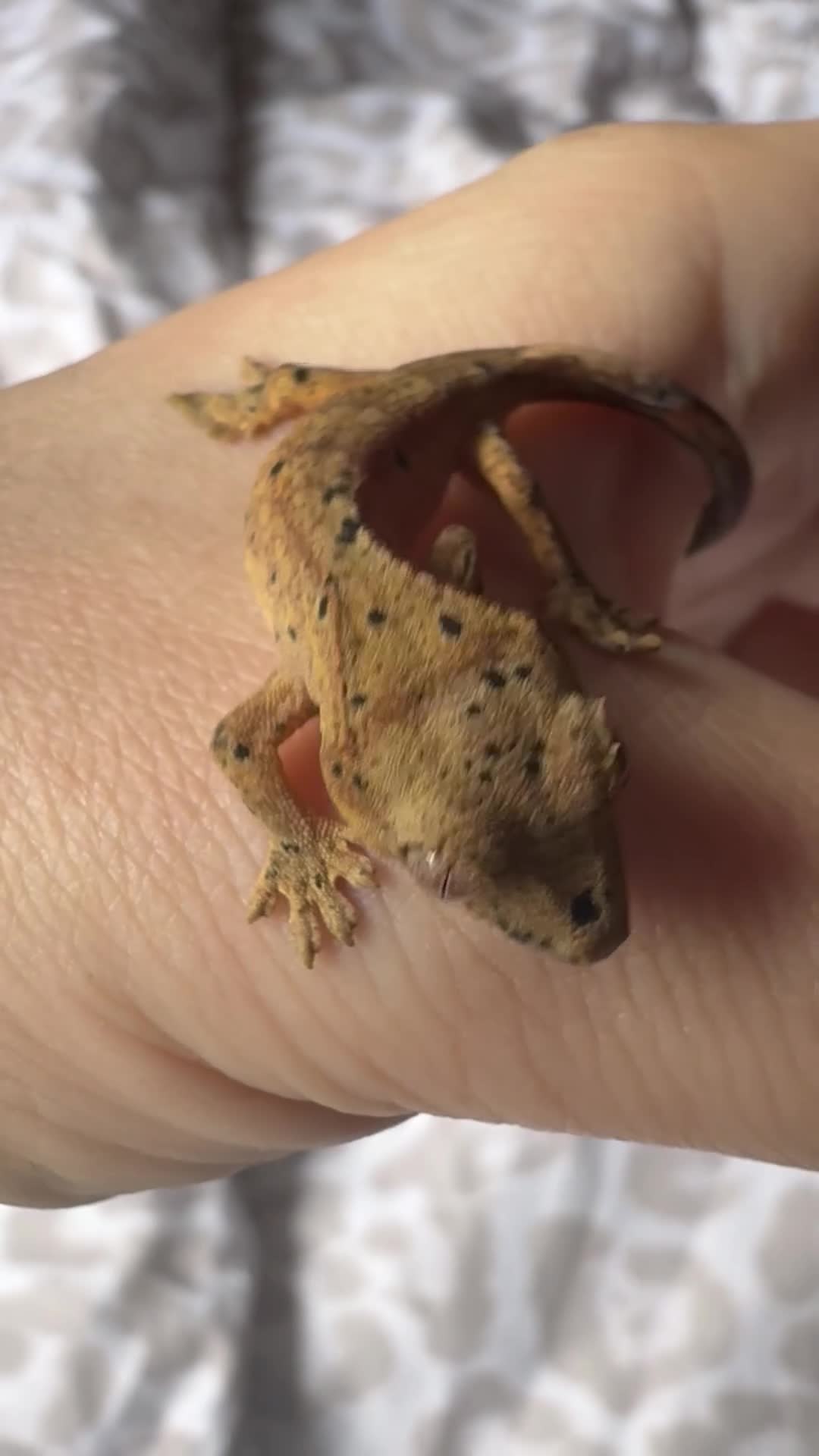 Gecko reptiles for sale: Crested Gecko Babies - Video 3