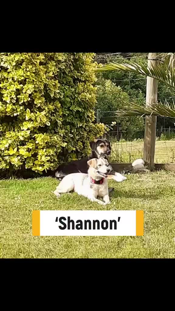Mixed Breed dogs for adoption: Shannon, 6 months approx, Available for adoption. - Video 2