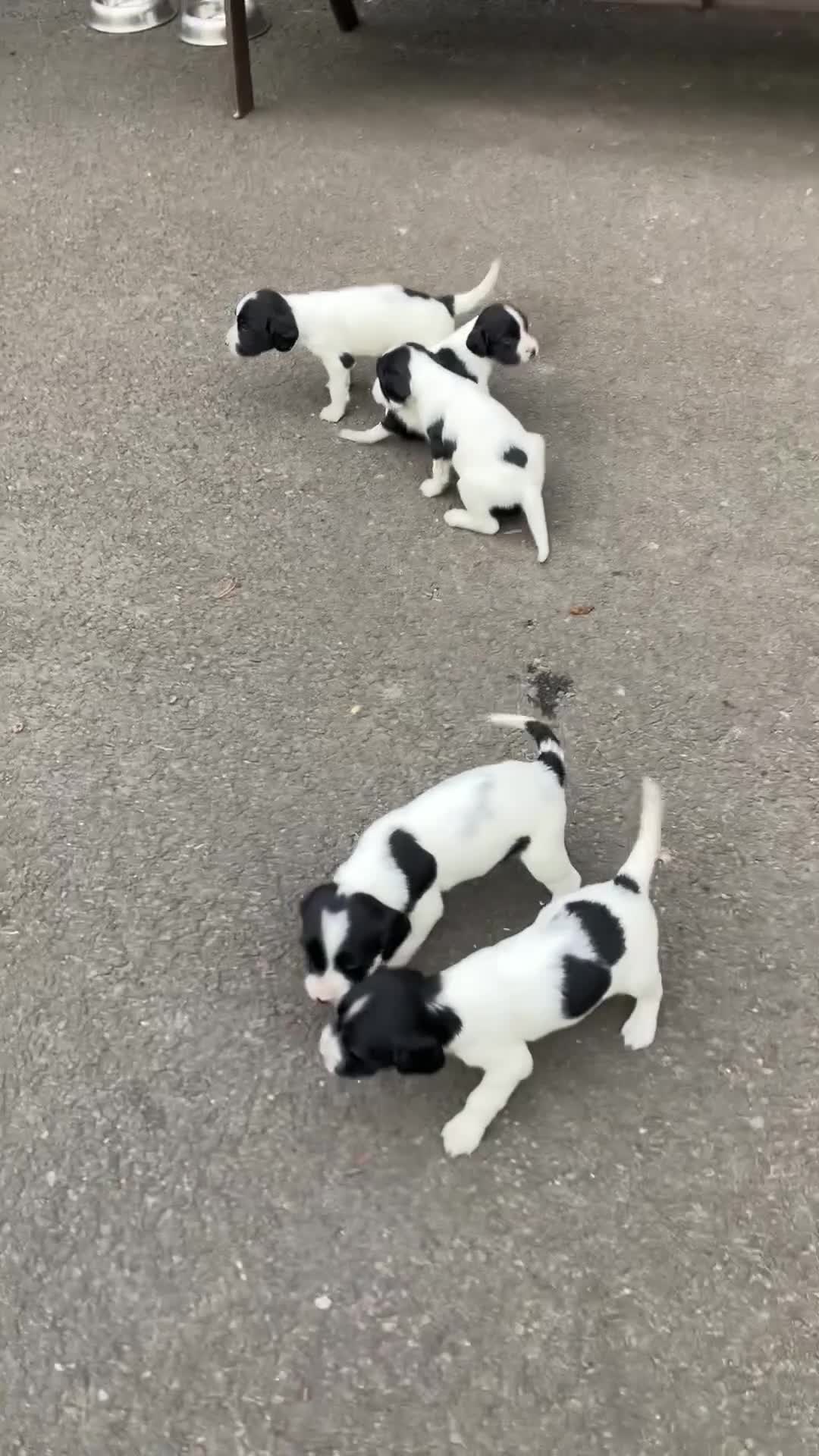 English Springer Spaniel dogs for sale: 6 springer spaniels pups - Video 3