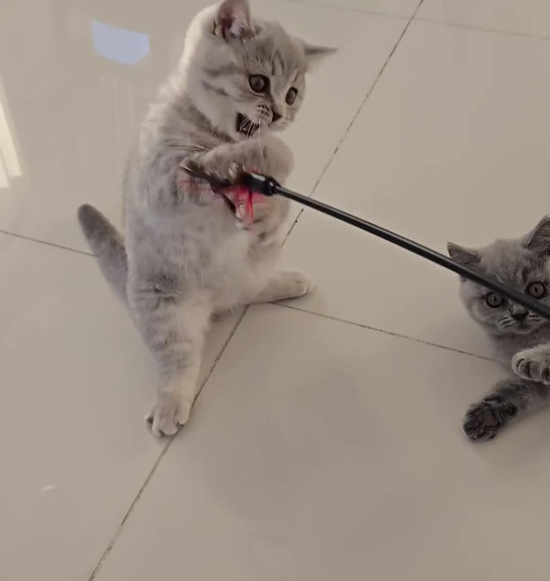 British Shorthair cats for sale: GCCF registered, ready to collect next week! - Video 1