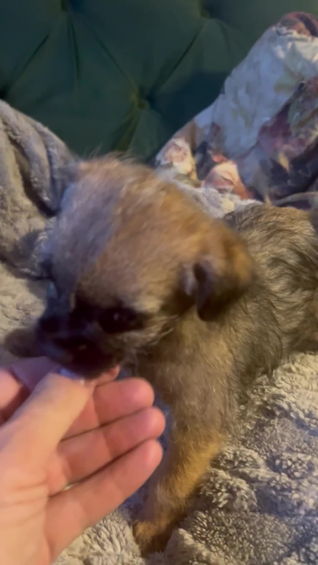 Border Terrier dogs for sale: Very special little girl - Video 1