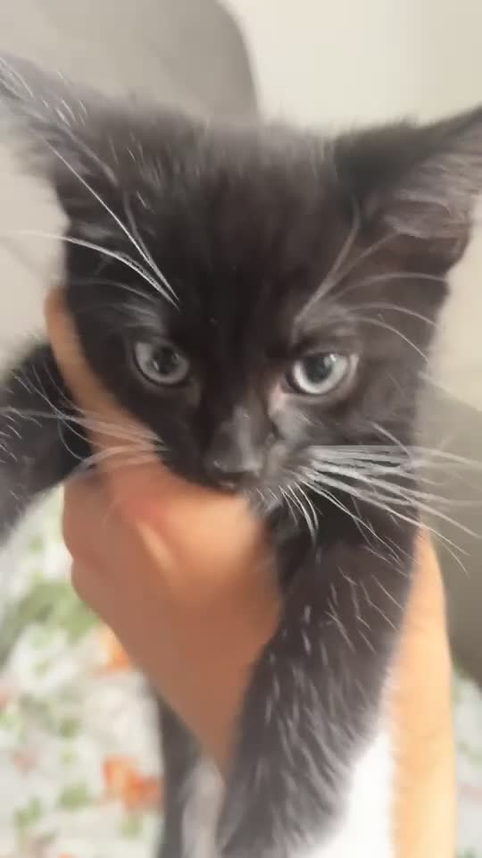 Mixed Breed cats for sale: Gorgeous kittens for sale - Video 1