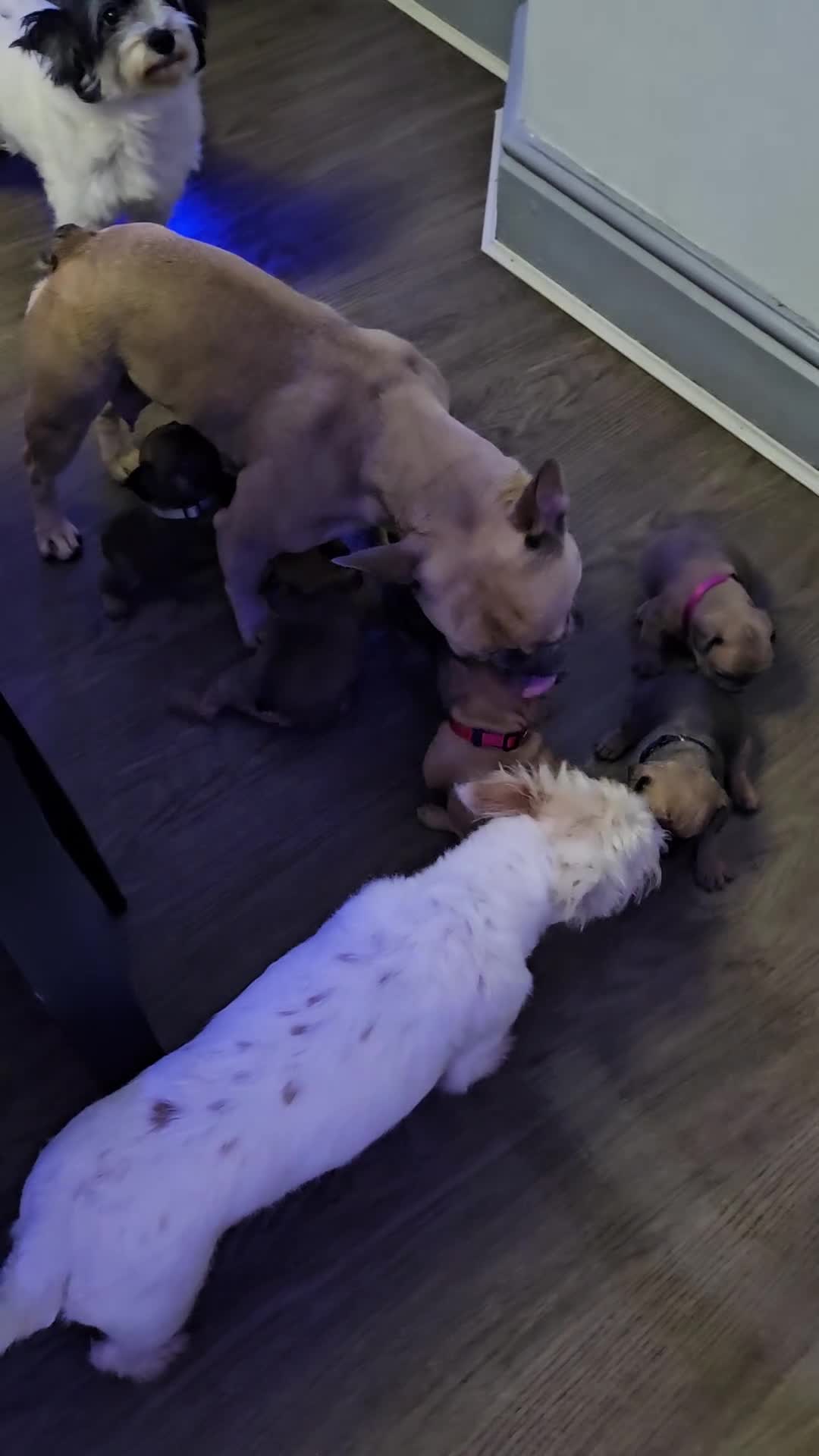 French Bulldog dogs for sale: Gorgeous french bulldogs - Video 3