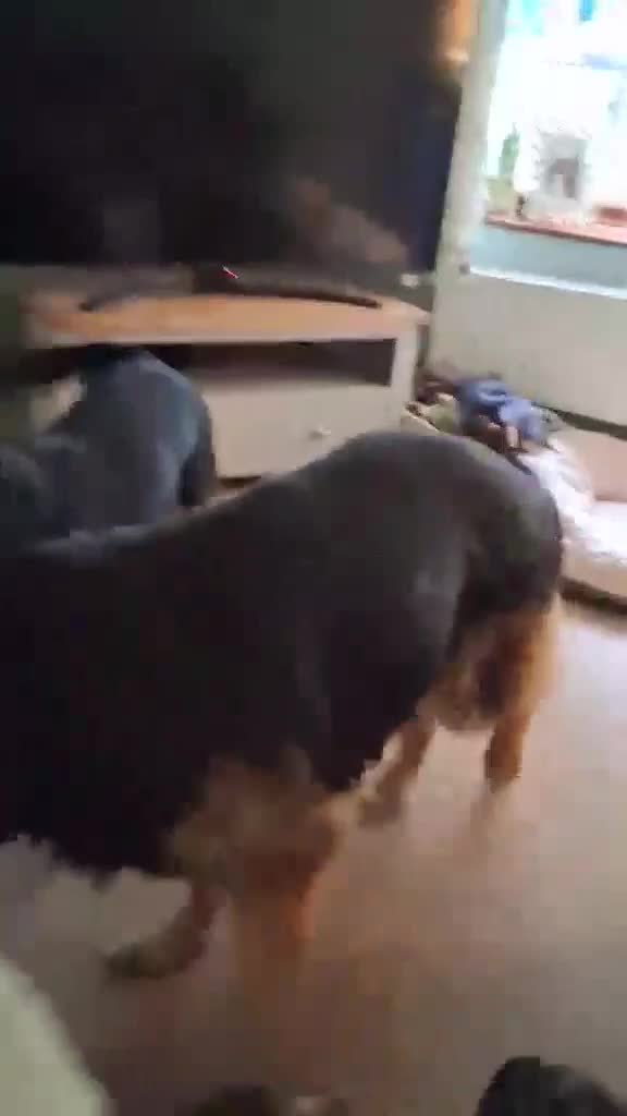 Mixed Breed dogs for adoption: CARA  - Video 2