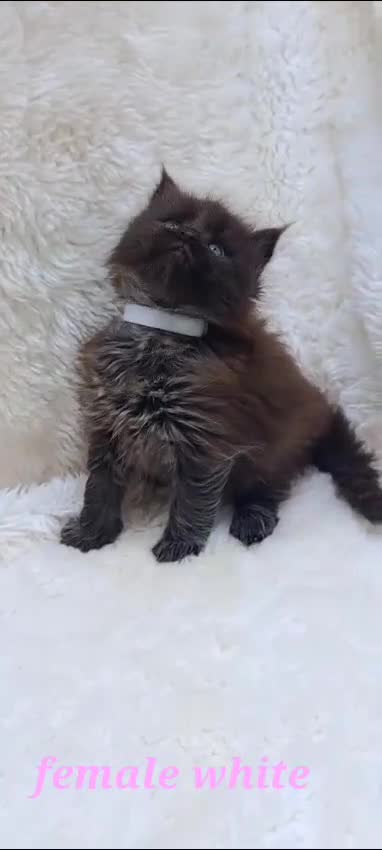 Maine Coon cats for sale: Beautiful Russian Bloodline babies  - Video 2