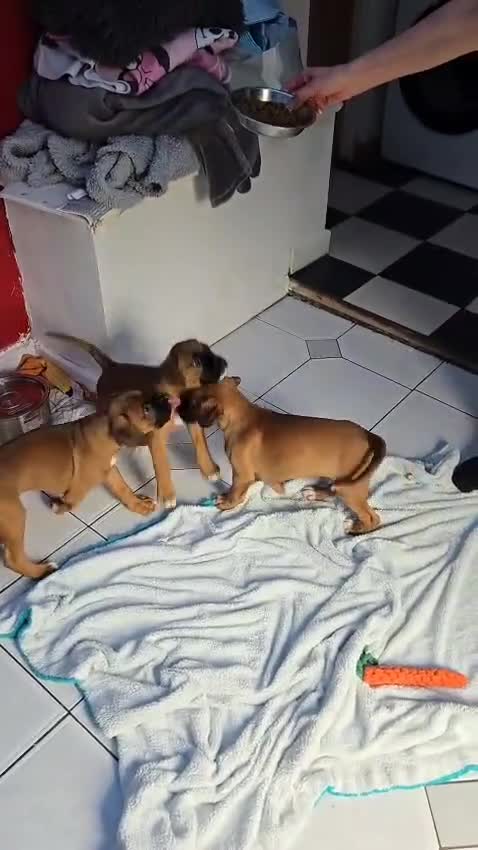 Boxer dogs for sale: Beautiful boxer pup  - Video 1