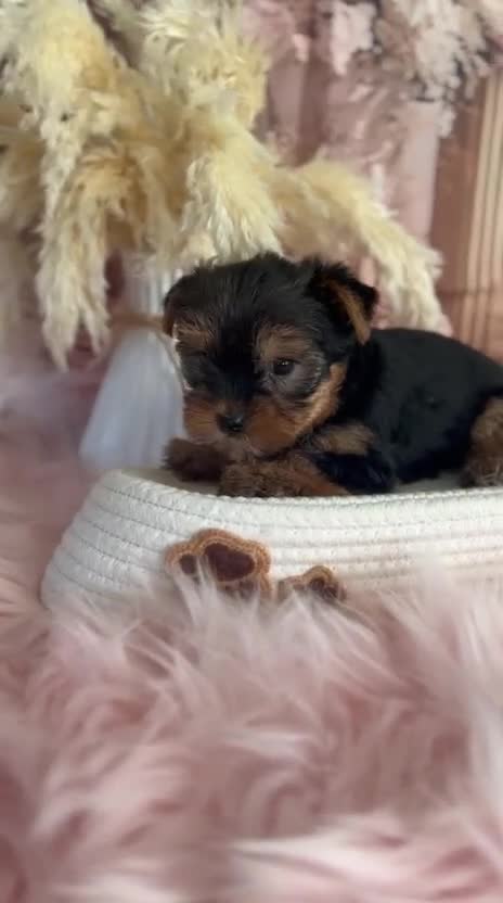 Yorkshire Terrier dogs for sale: Our amazing five pups are fully registered - Video 5