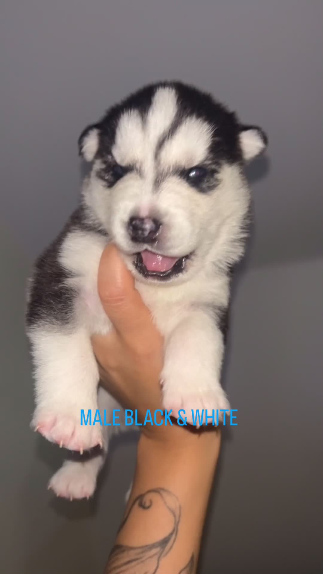 Siberian Husky dogs for sale: STUNNING PURE SIBERIAN HUSKY PUPPIES  - Video 5