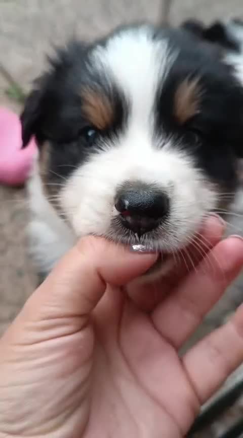 Australian Shepherd dogs for sale: Australian Shepherd  - Video 5