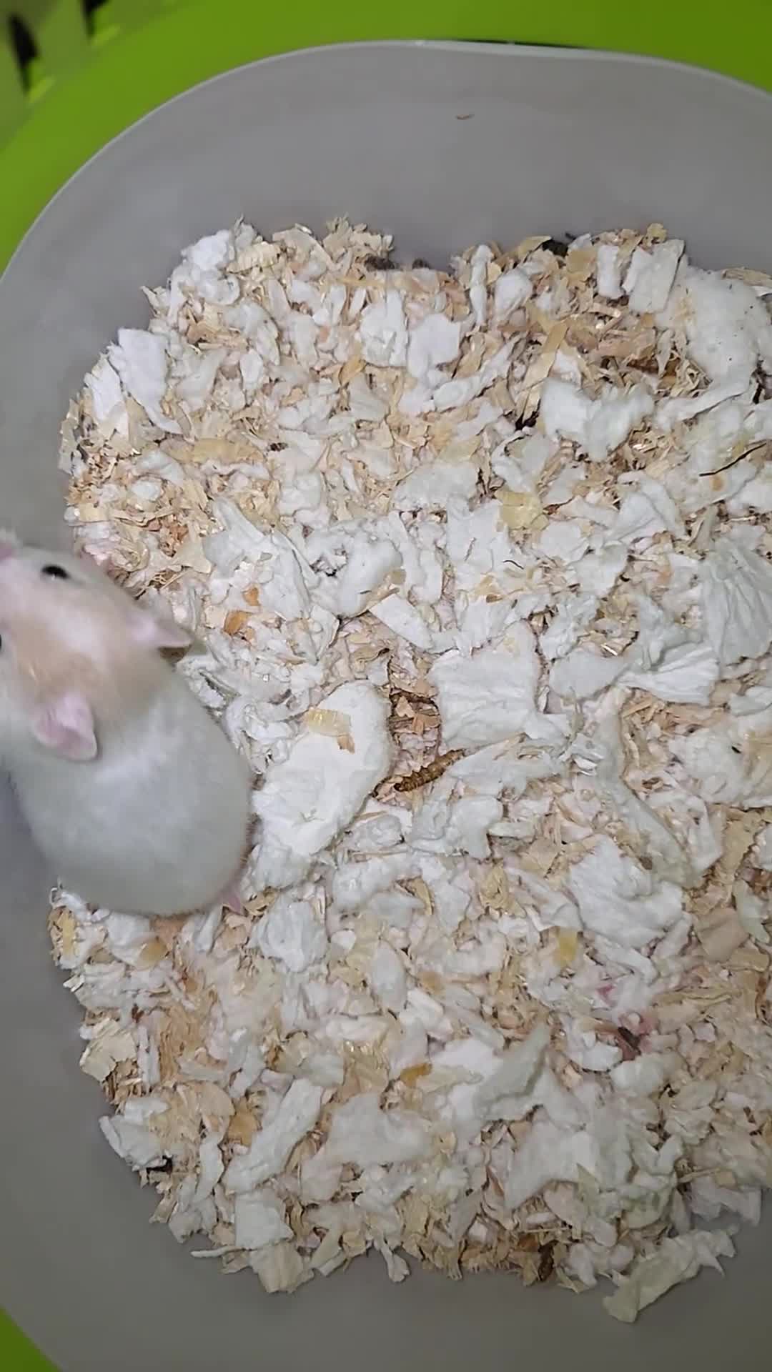 Hamster rodents for sale: Mixed Hamster Syrian - Video 1