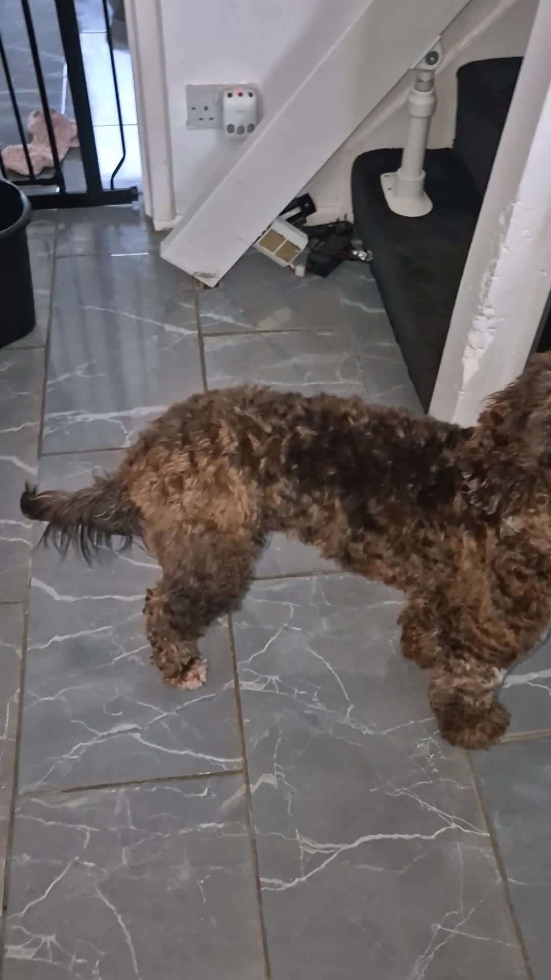 Cockapoo dogs for stud: Stunning Cockapoo Male For Stud  - Video 1